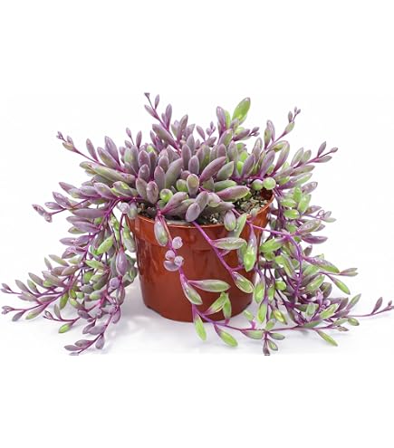 Amazon.com : Fat Plants San Diego Cactus Plants. Variety Package